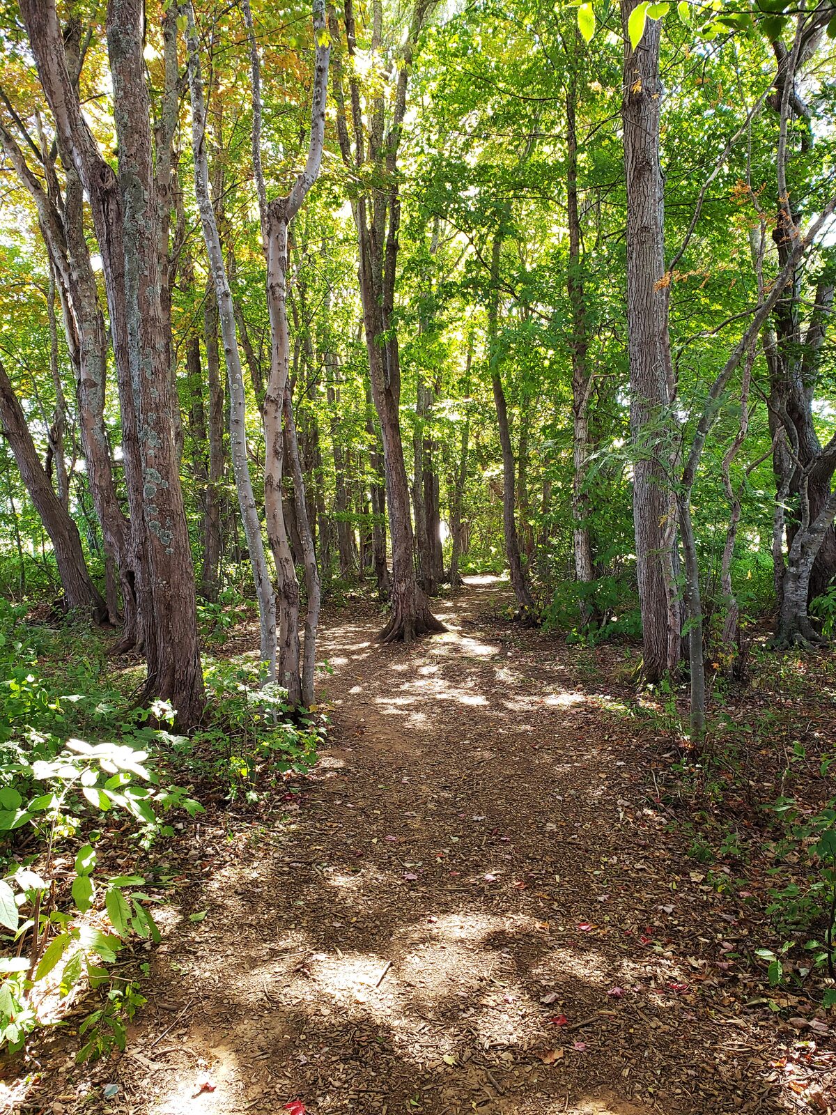Image of existing trail and hardwood forest stand on Concord Properties subdivision