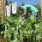 garden image