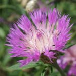 garden image