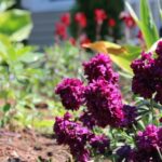 garden image
