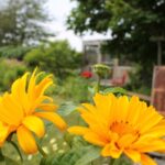 garden image