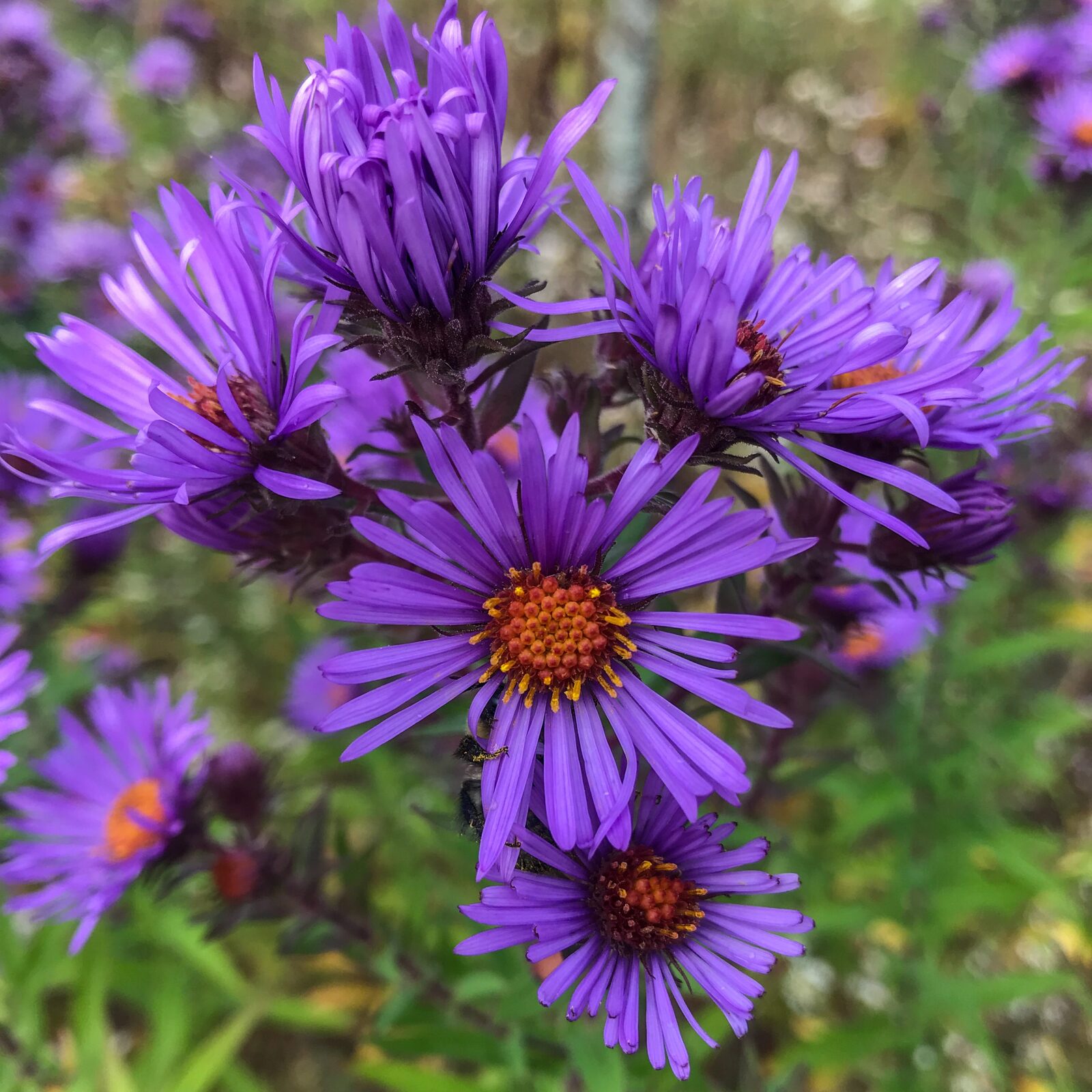 purple flower
